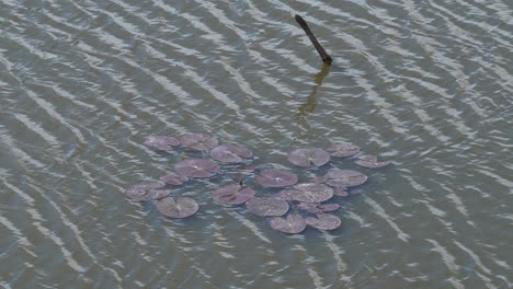 hojas de lirio de agua rojo balanceándose con las olas en un estanque de agua dulce en bangkok, tailandia