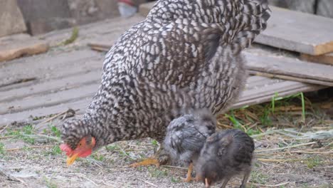 closeup of a chicken eating wheat in the countryside a family of chickens closeup of a chicken eating wheat in the countryside a family of chickens
