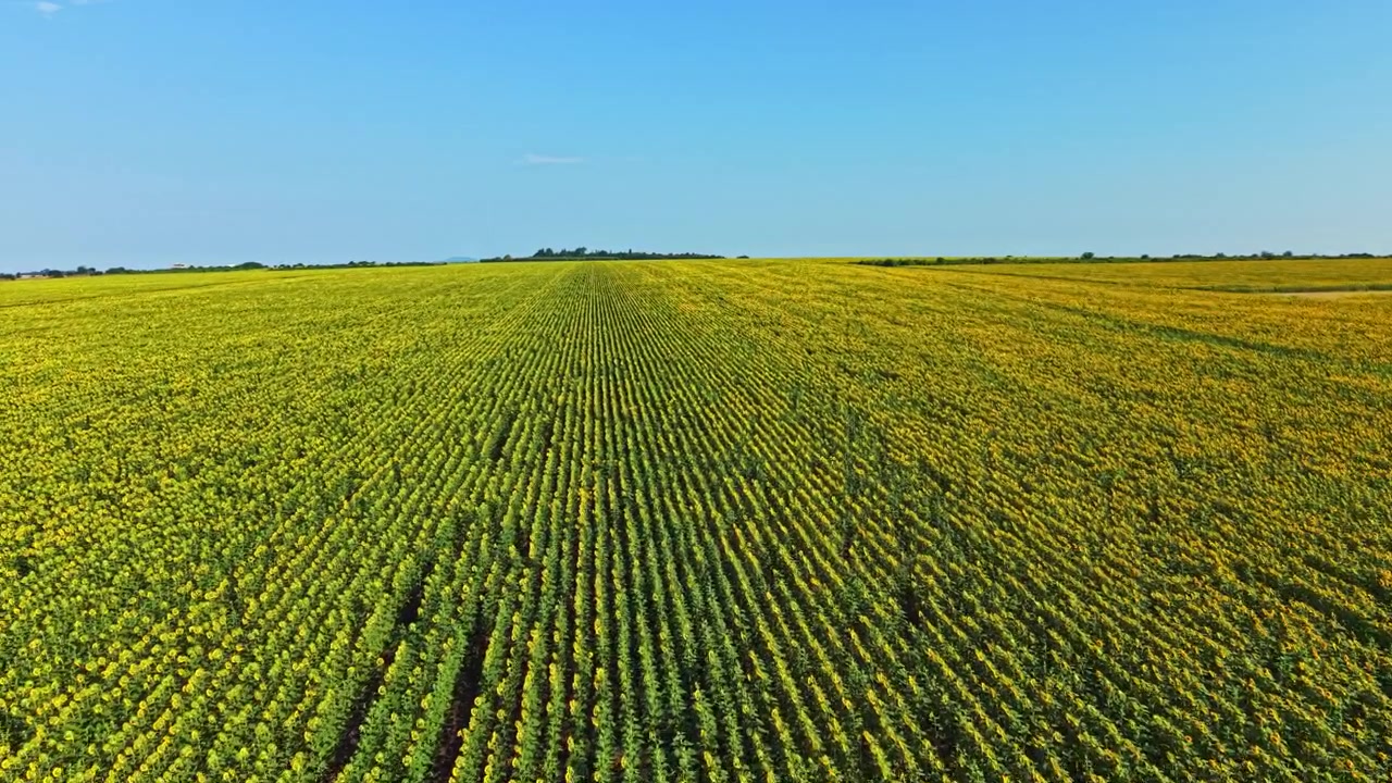 Wide view of a sunflower field stretching under a clear blue sky during the daytime in a rural area