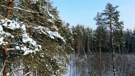 Aerial-view:-winter-forest.-Snowy-tree-branch-in-a-view-of-the-winter-forest.-Winter-landscape,-forest,-trees-covered-with-frost,-snow.