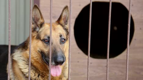 german shepherd in a cage