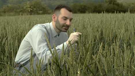 quality control of grain from wheat field, man making notes, closeup middle shot