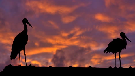 Un-Par-De-Cigüeñas-Descansando-En-La-Azotea-Frente-Al-Cielo-Naranja-Con-Nubes-Dramáticas-Durante-La-Puesta-De-Sol---Silueta-De-Cigüeñas-En-Cámara-Lenta