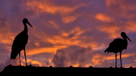 un par de cigüeñas descansando en la azotea frente al cielo naranja con nubes dramáticas durante la puesta de sol - silueta de cigüeñas en cámara lenta