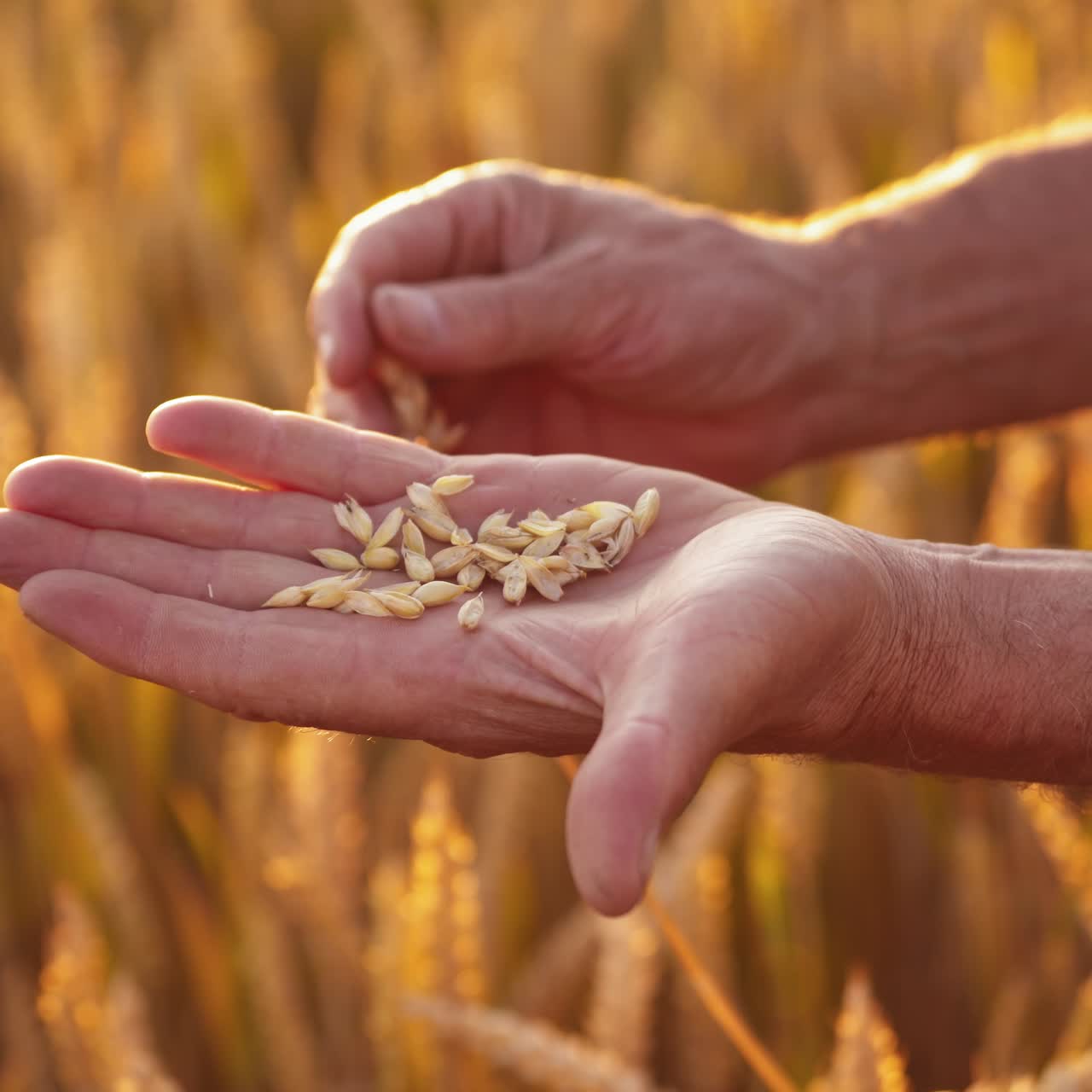 Hands with ripe grains on golden field background. Farmer's hands peel wheat spikelet at sunset light. Agriculture concept. Close-up.