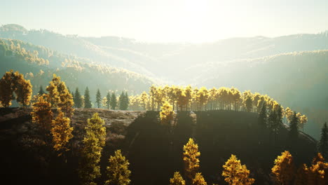 yellow and green trees in autumn forest