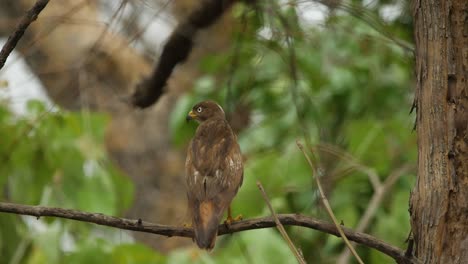 White-eyed-buzzard-sits-on-a-branch-and-watches-the-forest-for-next-meal