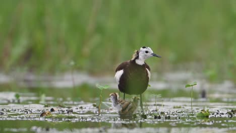 Jacana-De-Cola-De-Faisán-Que-Esconde-Polluelos-Debajo-De-Sus-Alas-Para-Salvarlos-De-Las-Aves-Rapaces