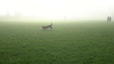 increíble atlético perro border collie corre a través de la hierba verde en un parque de niebla y atrapa un frisbee en la niebla de la mañana