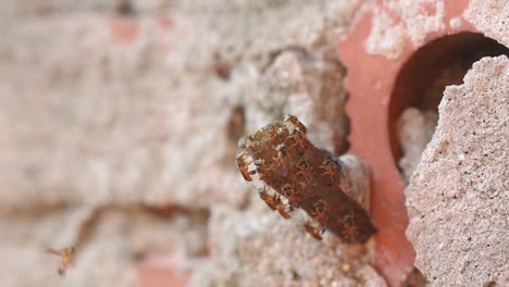 jataí , stingless bees at the entrance to the nest made of cone-shaped wax