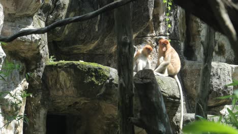 jóvenes orangutanes caminando en el patio de recreo al aire libre en el zoológico de singapur