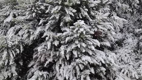 conifer tree foliage laden with thick snow during winter in forest park of istanbul, turkey