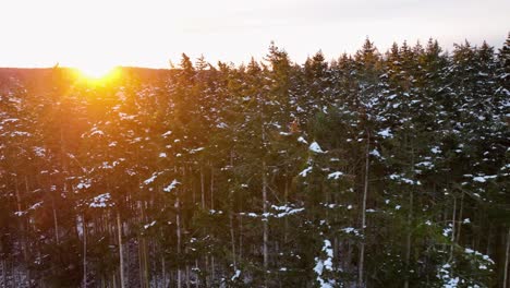 aerial view of an evergreen forest covered in snow with the early morning sun peaking through the trees