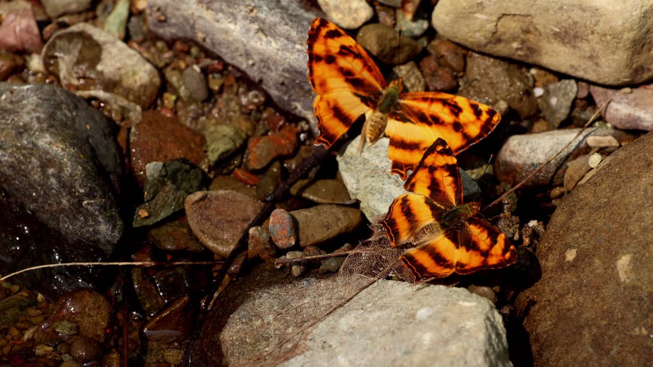 Makro-luontokuvaus Common Jester -perhosesta (Symbrenthia lilaea) imemässä kosteutta märästä maasta luonnollisen makean veden puron vierellä talviaamuna Himachal Pradeshissa, Intiassa.