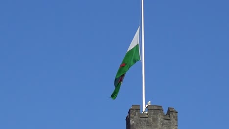 Narzissen-Tazetta-Narzissen,-Die-Sich-Im-Wind-Auf-Cardiff-Castle-Wiegen