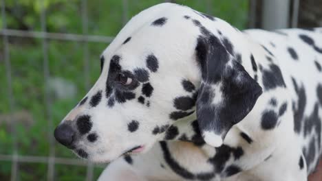 Cute-spotted-black-and-white-Dalamatian-dog-closeup-of-head-by-metal-fence,-Canis-Dalmaticus