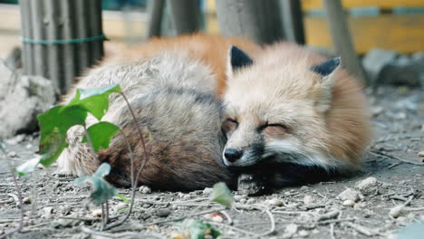 Entzückender-Fuchs-Zusammengerollt-Schlafend-Im-Zao-fuchsdorf-In-Shiroishi,-Miyagi,-Japan