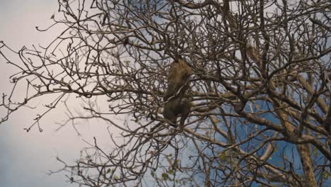 a tranquil video captures a wild two-toed sloth resting amidst the branches of a tropical tree, bathed in the soft, warm light of sunset in puerto viejo de talamanca, costa rica