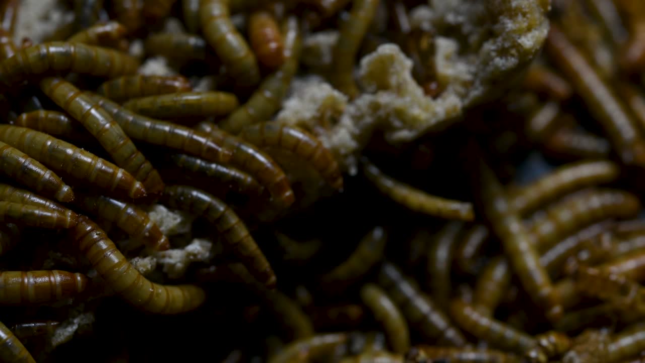 мучной червь - вид жука-чернотелки, используемый для кормления домашних животных, таких как рыбы, змеи, птицы и лягушки