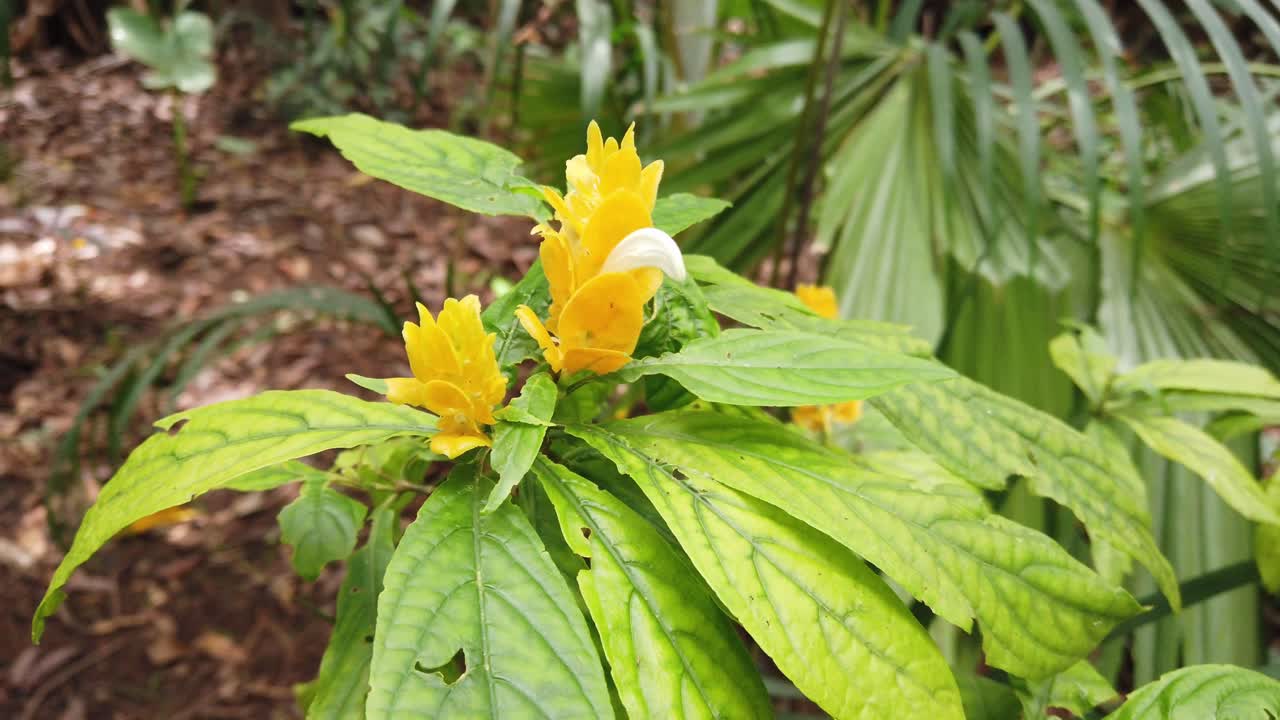 Semi orbit camera movement around a bright yellow flower in a lush tropical garden with green background