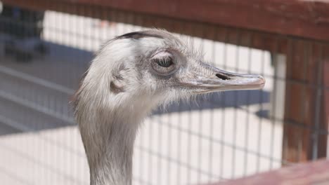 closeup-of-ostrich-looking-around-medium-shot-in-animal-enclosure