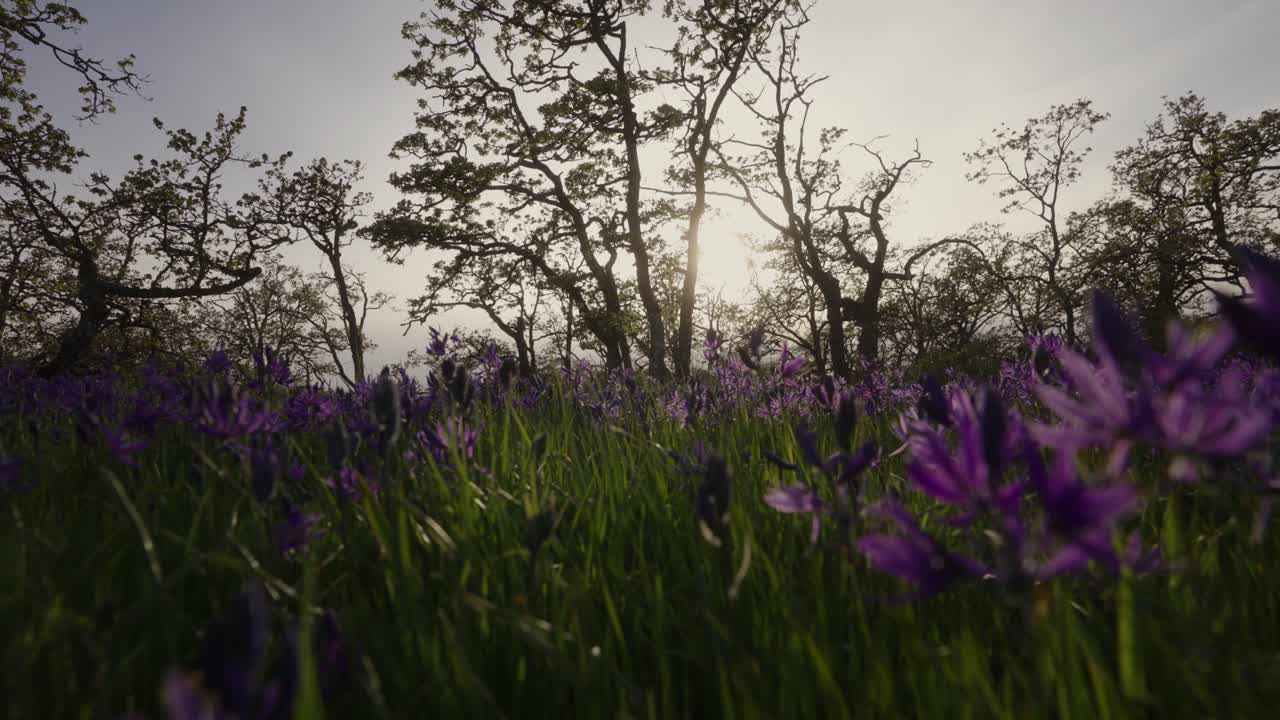 Slow motion of Camas flowers in bloom in a Garry Oak Meadow in Victoria, BC, Canada.