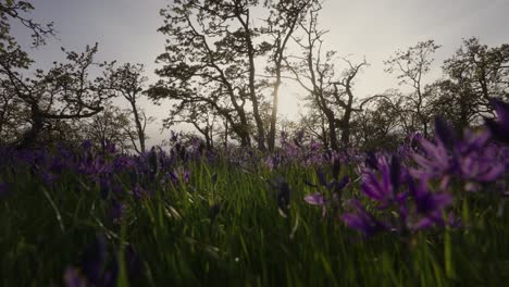slow motion of camas flowers in bloom in a garry oak meadow in victoria, bc, canada.