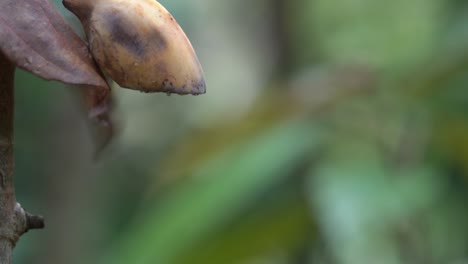 pájaro pico de flor de vientre naranja o bunga cabe que come frutas