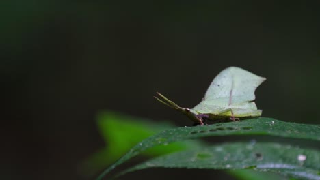 Saltamontes-Imitador-De-Hojas,-Trigonopterygidae,-Tailandia