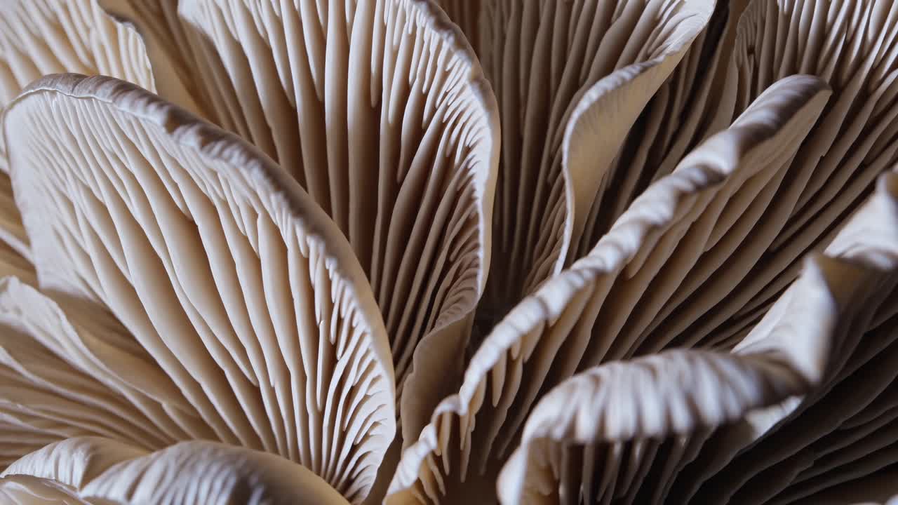 Close-up video shot of mushroom gills, showcasing intricate textures and patterns