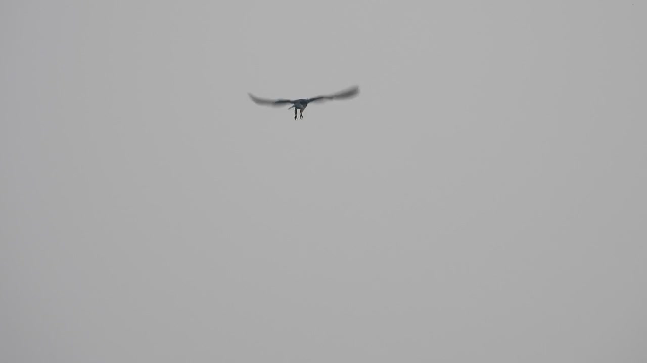 Beautiful black winged kite in sky