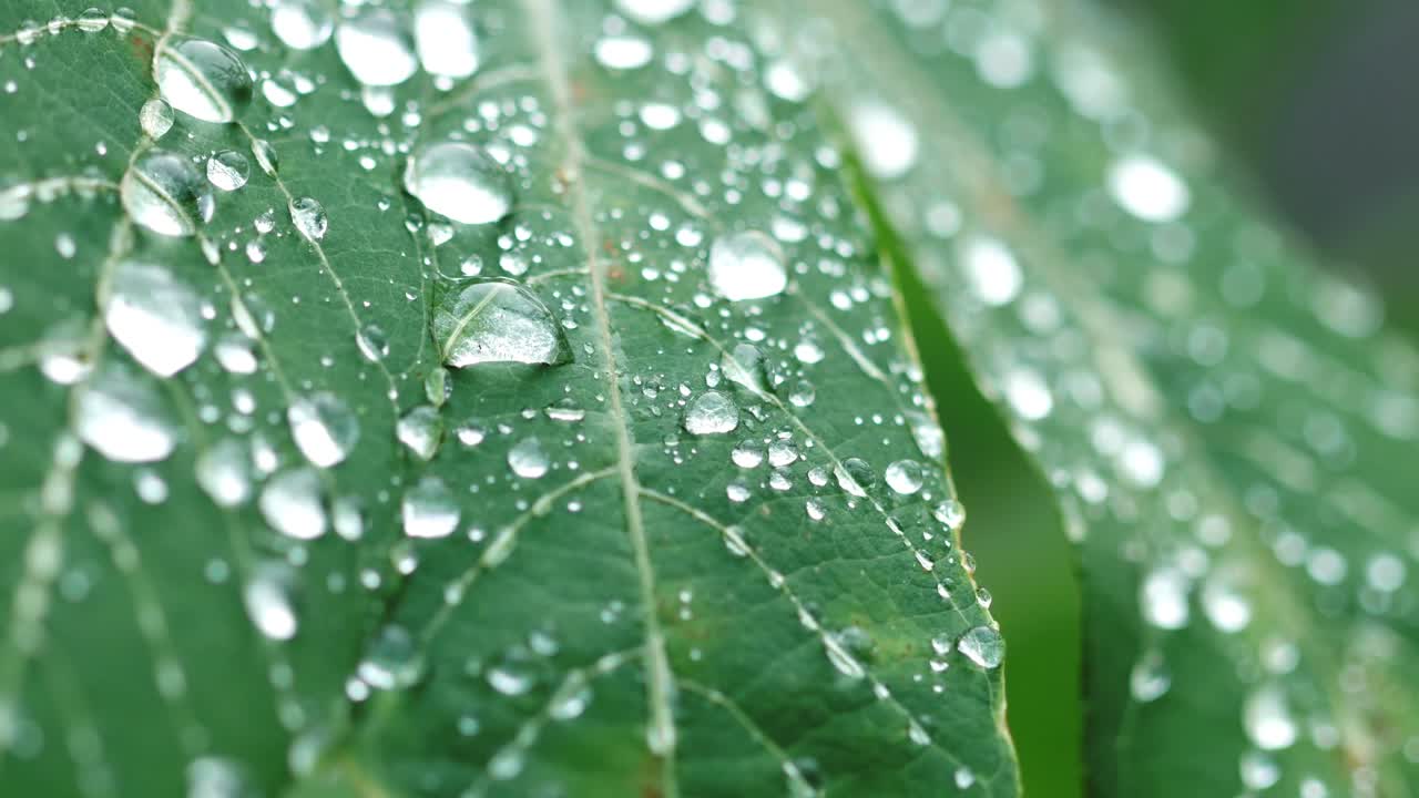 녹색 잎에 아침 이슬이 떨어진다