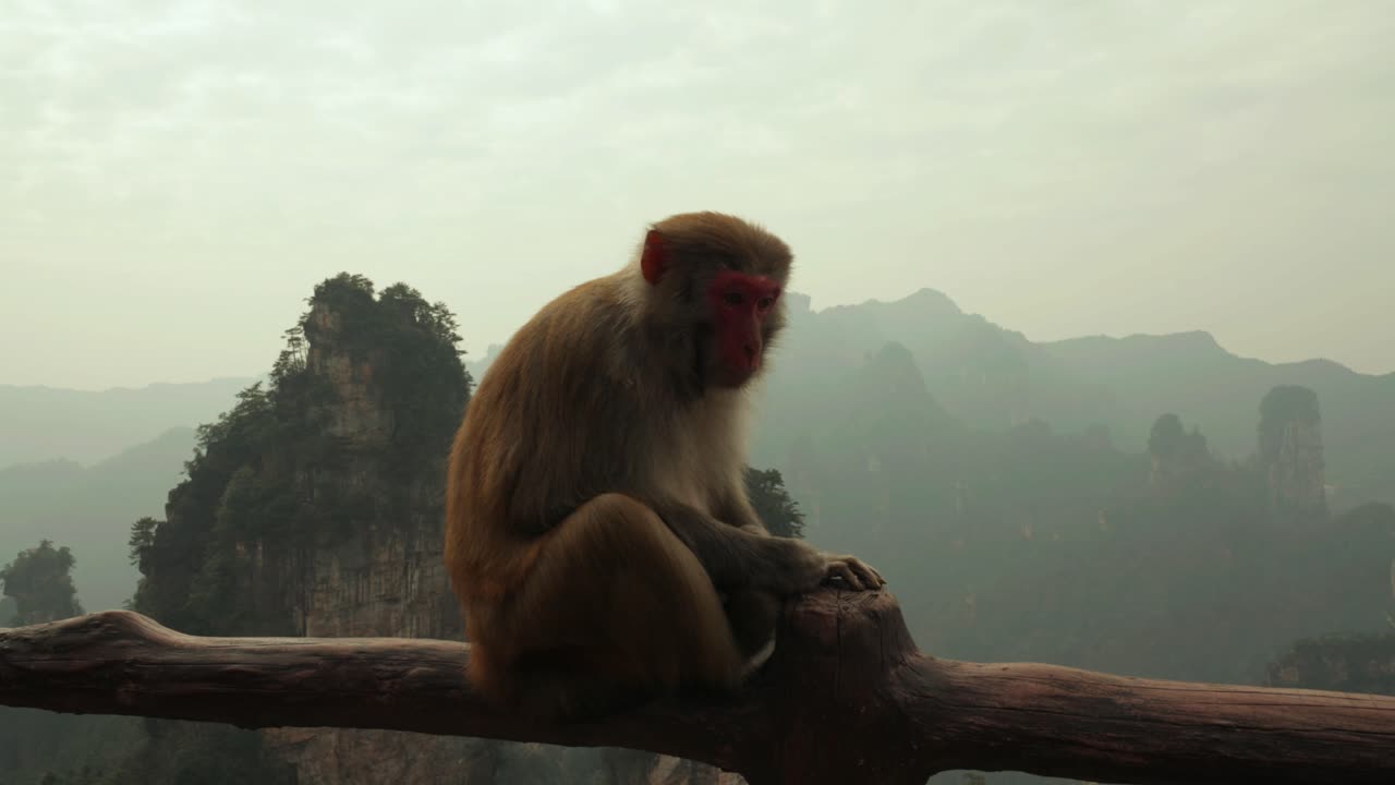 Full Shot of Wild Rhesus Macaque on Railing, Contemplating Misty Mountains