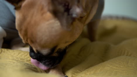 bulldog francés lamiendo la pierna mientras está sentado en la cama - cerrar