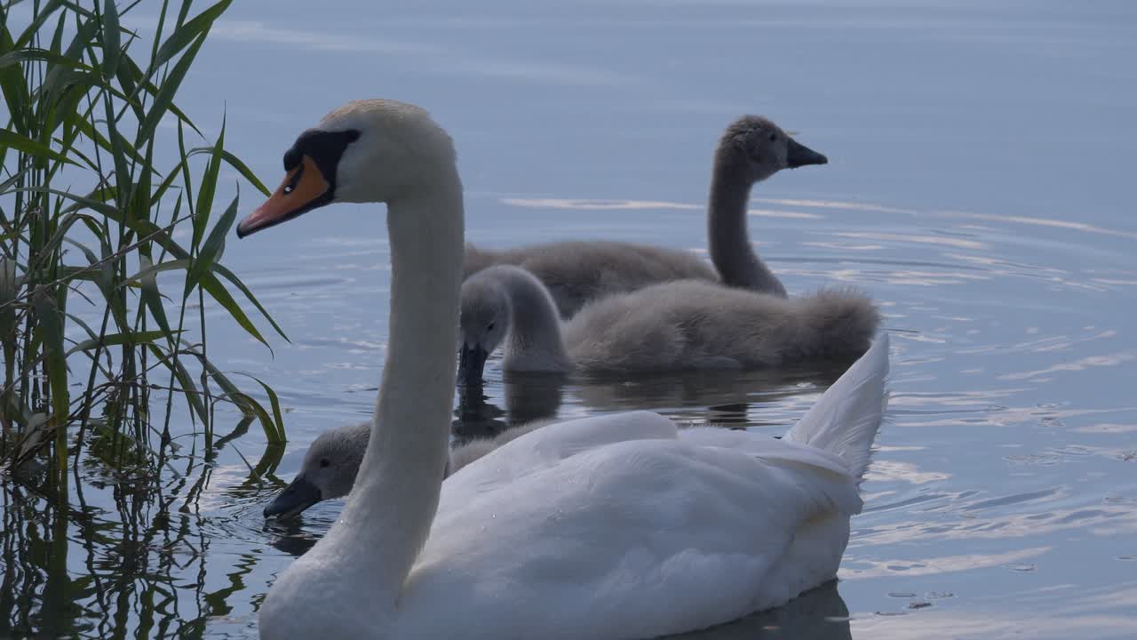 familia de cisnes europeos nadando en un lago natural con plantas acuáticas durante el verano, de cerca