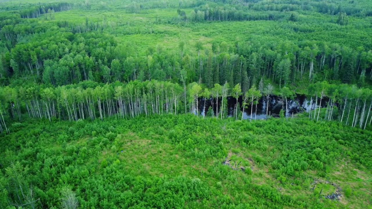Luftfoto af en bæk, der strømmer gennem grøn Alberta-skov.