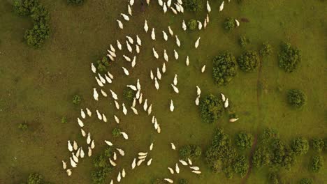 top view of pester plateau landscape in southwest serbia - sheeps in the pasture - aerial descend