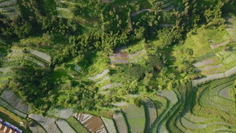 Absteigende-Luftaufnahme-Von-Terrassenplantagen-An-Einem-Berghang-In-Zentraljava,-Indonesien