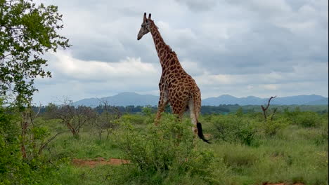 jirafa alta caminando en el bosque parque nacional kruger pastando comiendo hierba sudáfrica cinco grandes vagando temporada de lluvias primavera exuberante vegetación johannesburg vida silvestre cinematográfica cámara lenta movimiento circular