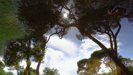 artistic view of stagnant water after rainstorm on golf course, reflection of pine trees and sun glare on the water surface