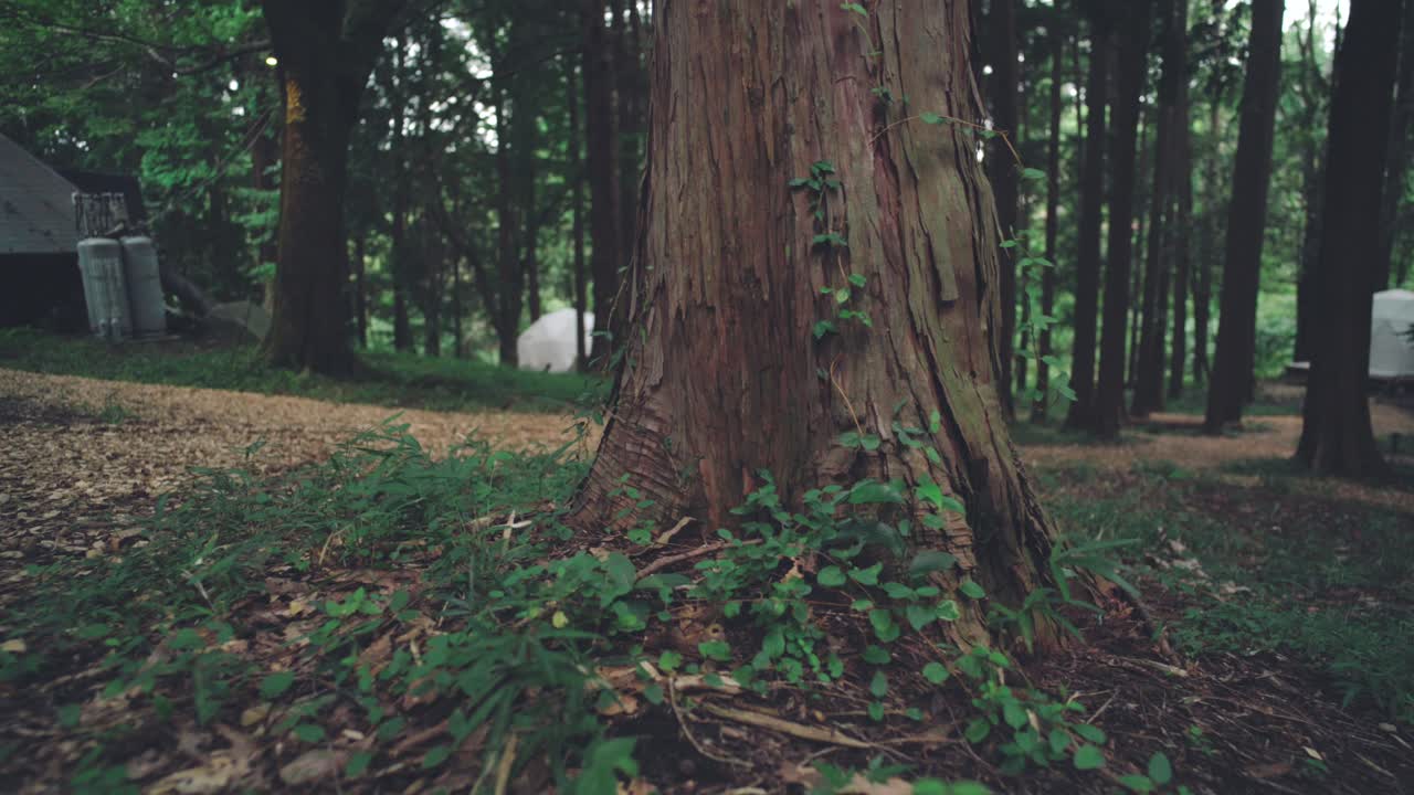vista de cerca de un tronco de árbol en el suelo del bosque en la posada el sitio de glamping del parque en numazu, japón - toma en órbita lenta