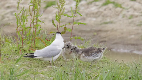 gaviota de cabeza negra alimentando a sus polluelos en las marismas costeras de lincolnshire, reino unido