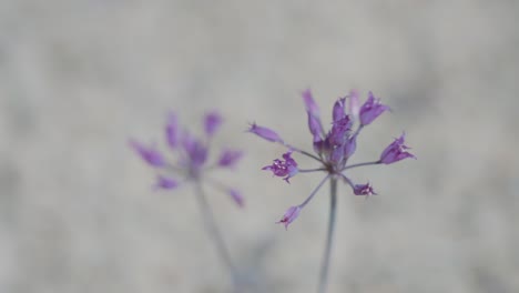 utah desert purple flower | big rock candy mountain