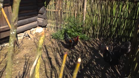Top down view of chicken and roosterns in a countryside sunny coop that is surrounded by vintage and old twigs and branches while the birds are pecking and eating grain on the muddy ground
