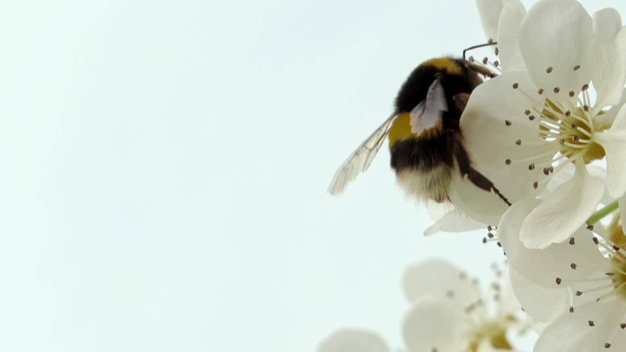 Cinematic closed frame of the silhouette of a Bee collecting pollen, in the background the defocused sky