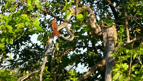 orange bird moving around on a tree branch within a green forest environment, conservation concept