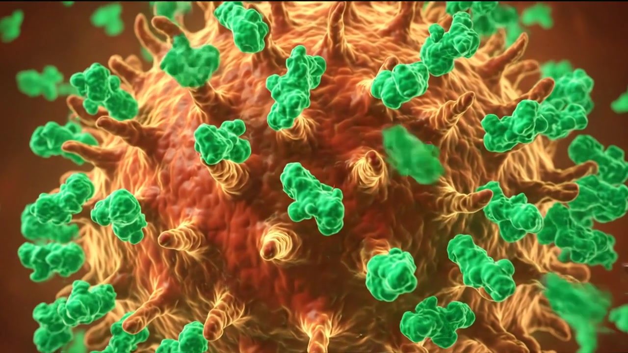 Anticorpi che attaccano un virus nel corpo umano