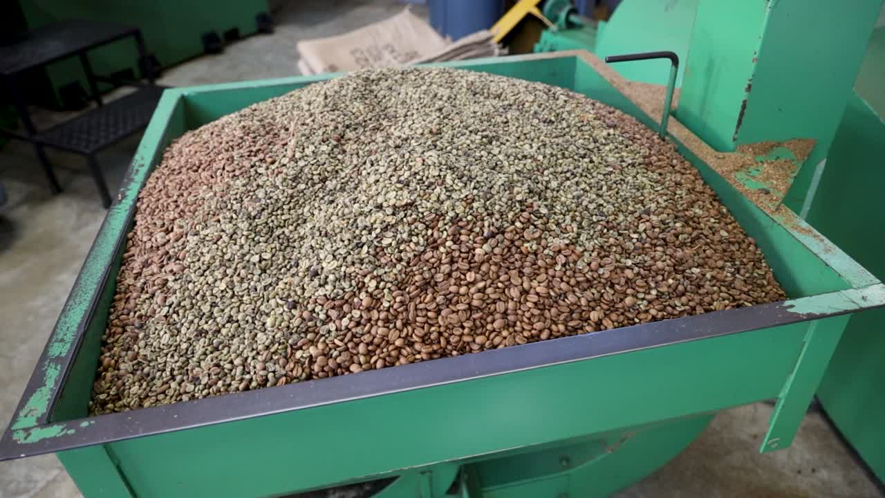 el grano de café ha sido preparado para ser tostado