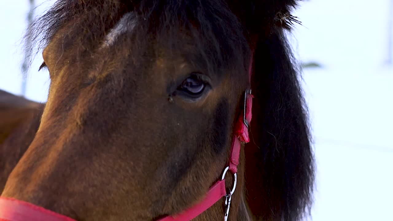 A close-up shot of a horse's eyes with a gentle expression in a winter setting