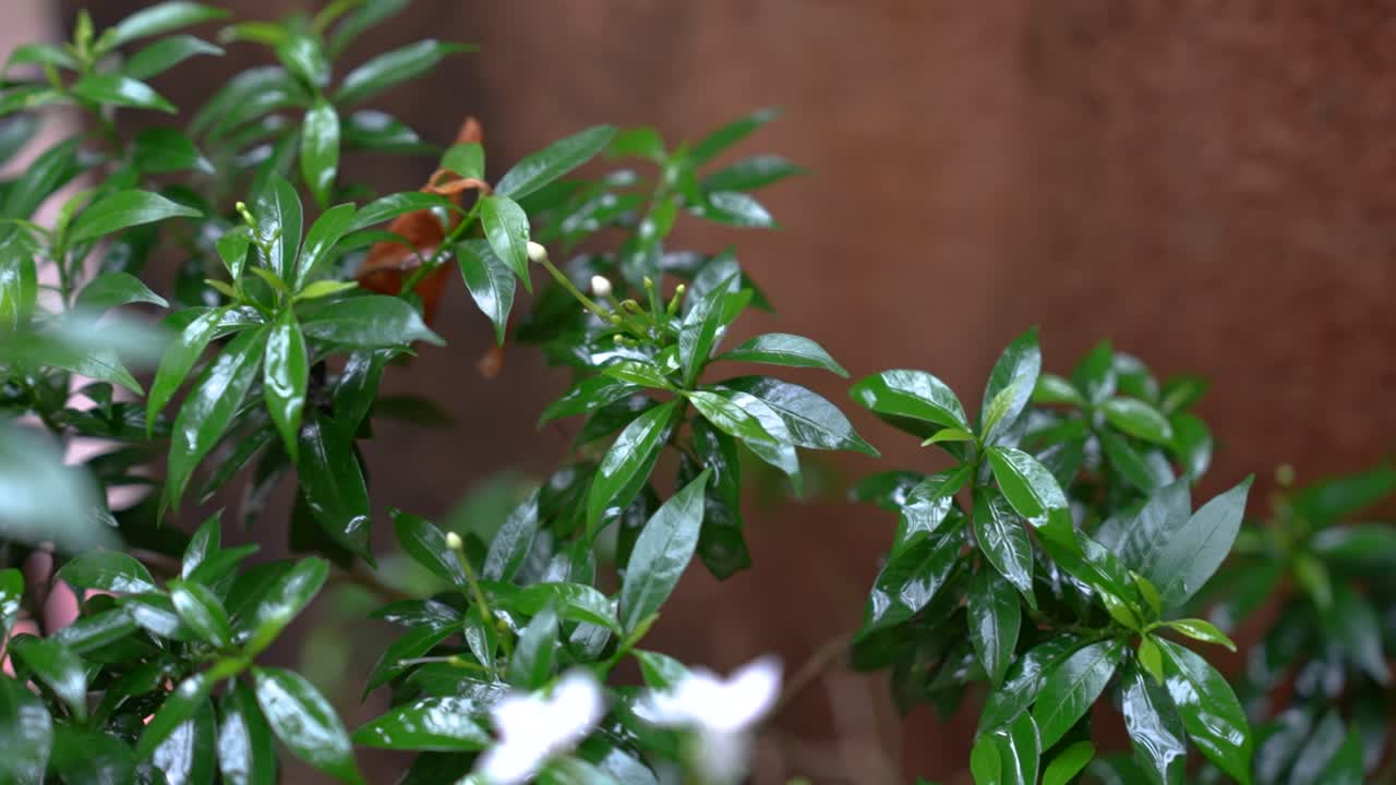 Tabernaemontana divaricata, known as Chandni in India, is a fragrant flowering plant admired for its white pinwheel-shaped blooms and used in gardens, temples and traditional medicine.